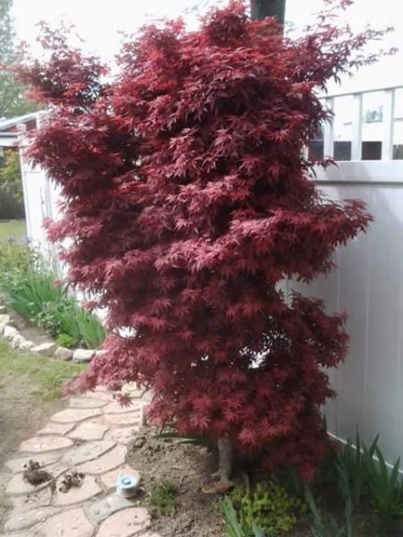 japenese maple