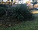 brush pile