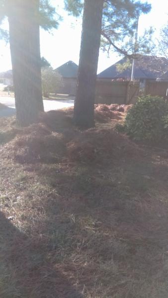 piles of pine needles