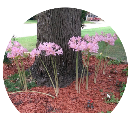 flowerbed surrounding a tree
