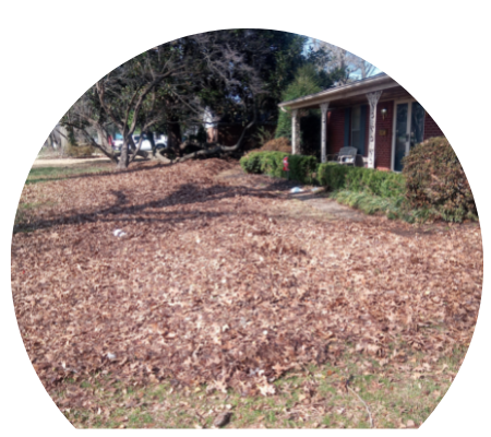 lawn cluttered with fallen leaves